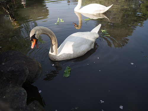 日本庭園の白鳥、馬事公苑 15の高画質画像