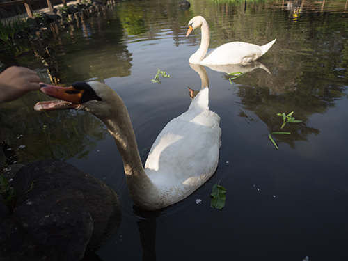 日本庭園の白鳥、馬事公苑の高画質画像