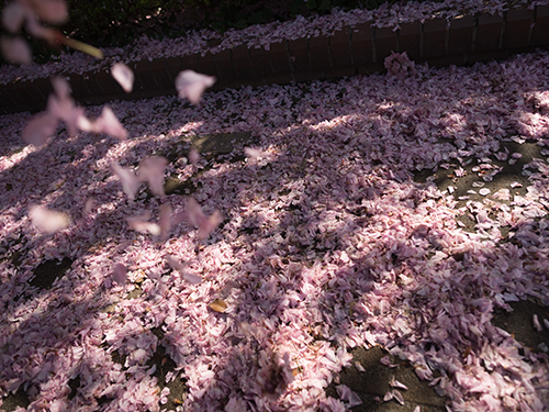 馬事公苑の桜 15の高画質画像