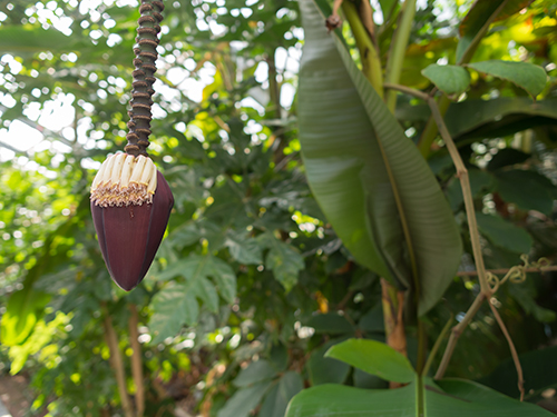 バナナの実、植物園の高画質画像