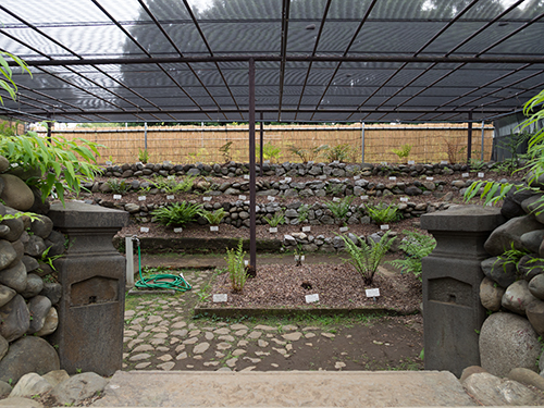 小石川植物園 4の高画質画像