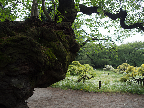 小石川植物園 8の高画質画像