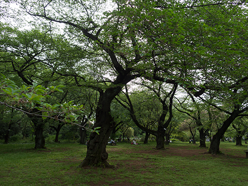 小石川植物園 11の高画質画像