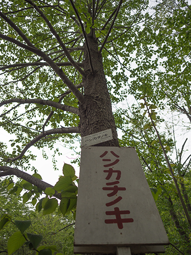 小石川植物園 19の高画質画像