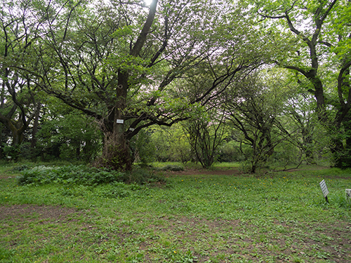 小石川植物園 24の高画質画像