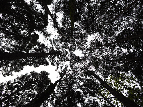 密集した木、小石川植物園 2の高画質画像