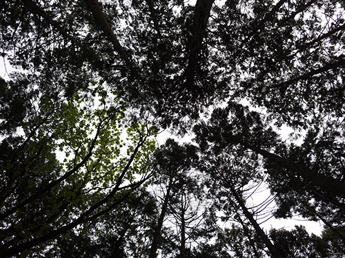 密集した木、小石川植物園の高画質画像