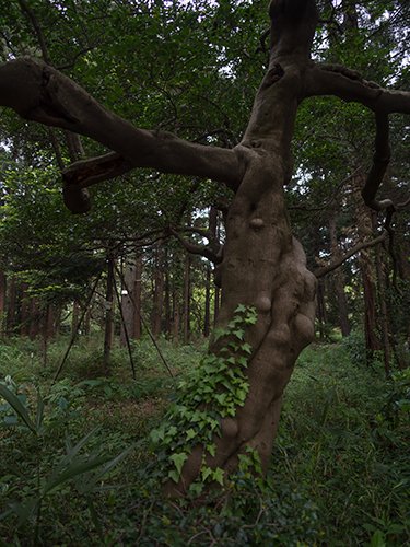 奇妙な木、小石川植物園の高画質画像