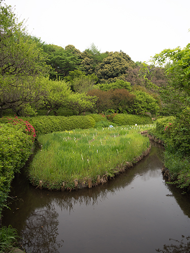 小石川植物園 36の高画質画像