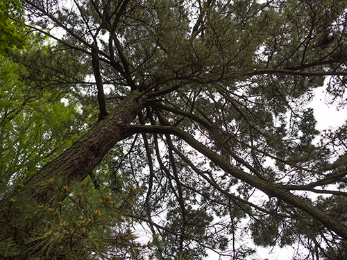 杉、小石川植物園 1の高画質画像