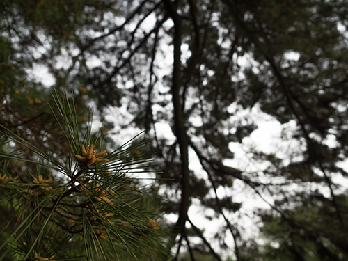 杉、小石川植物園の高画質画像