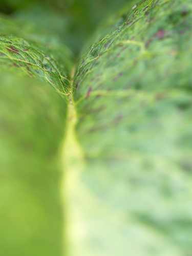葉、小石川植物園 2の高画質画像