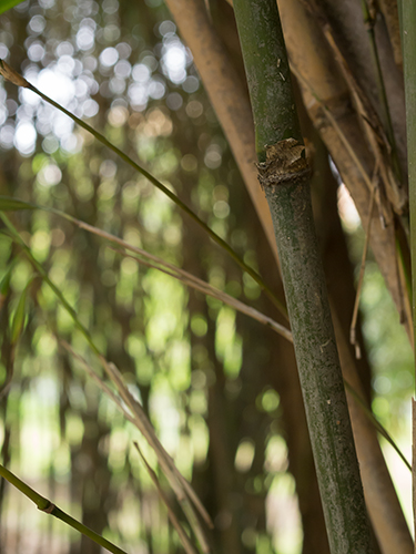 竹藪、小石川植物園の高画質画像