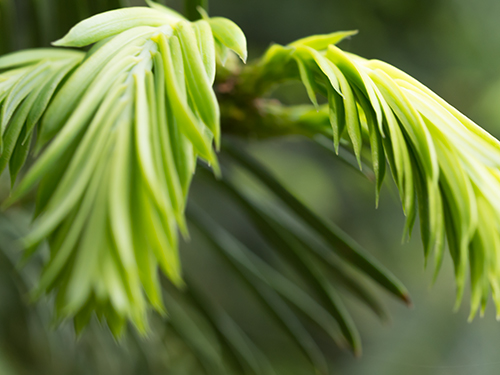 葉、小石川植物園 8の高画質画像