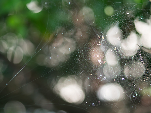 蜘蛛の巣、森林の中の高画質画像