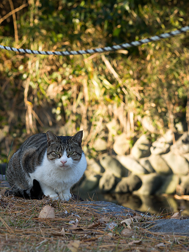 睨む猫、海沿いの野鳥公園 1の高画質画像