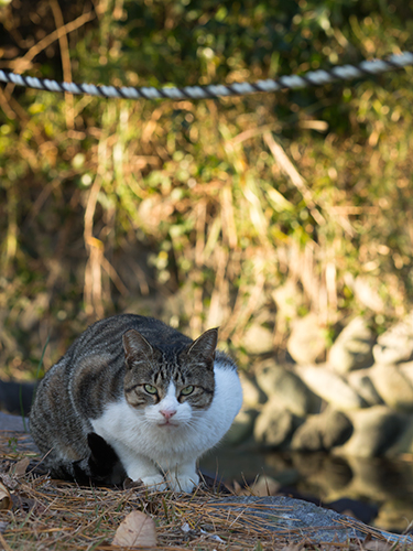 睨む猫、海沿いの野鳥公園の高画質画像