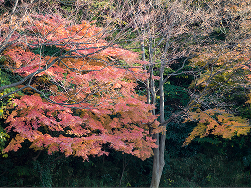 秋の紅葉 1の高画質画像