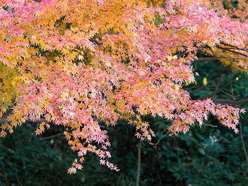秋の紅葉 2の高画質画像