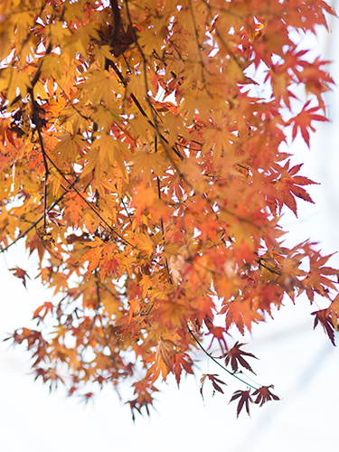 秋の紅葉 4の高画質画像