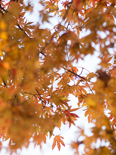 秋の紅葉 5の高画質画像