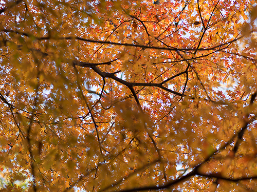 秋の紅葉 8の高画質画像