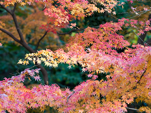 秋の紅葉 10の高画質画像