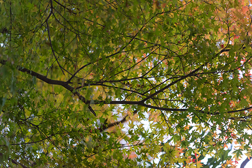 秋の紅葉 12の高画質画像