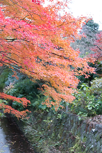 秋の紅葉 13の高画質画像