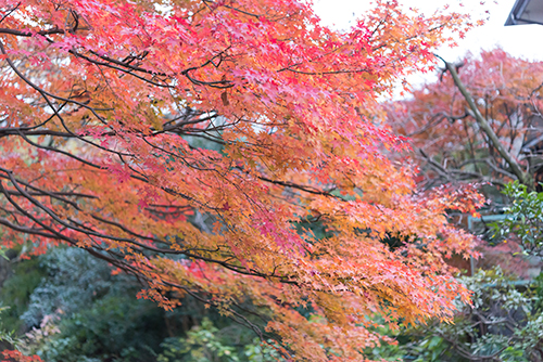 秋の紅葉 14の高画質画像