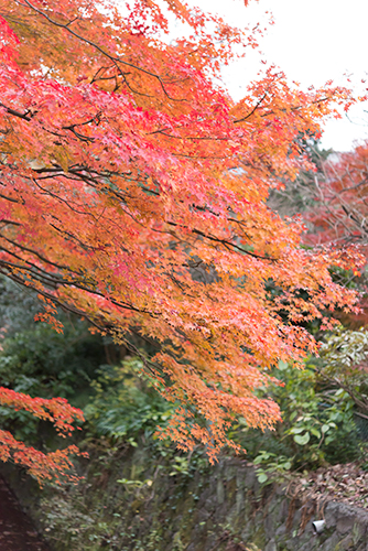 秋の紅葉 15の高画質画像