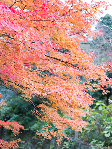 秋の紅葉の高画質画像
