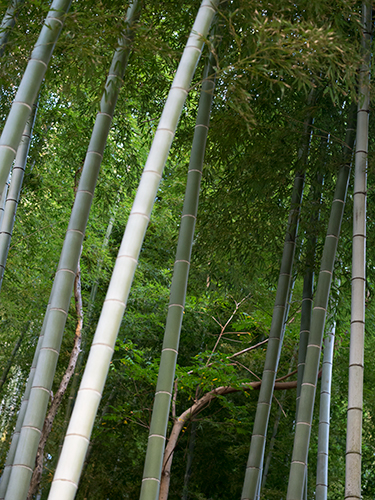 竹やぶ 1の高画質画像