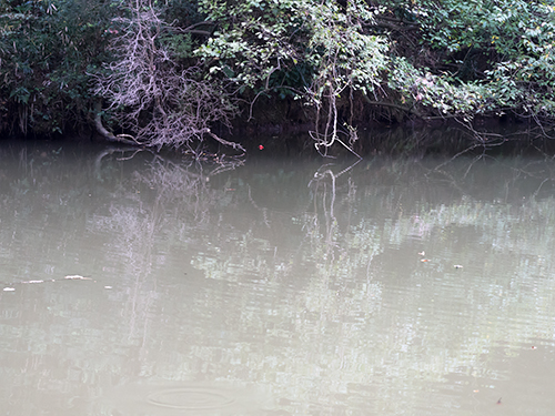 溜め池、瀬上市民の森の高画質画像