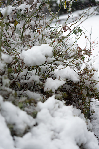 雪が積もった木の高画質画像
