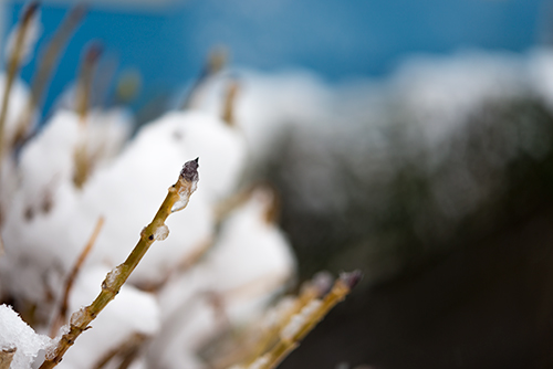 雪が積もった枝の高画質画像