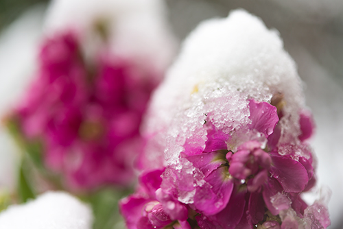 雪が積もった花 1の高画質画像