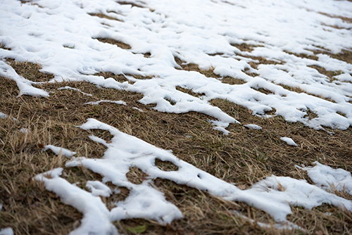 雪が積もった芝の高画質画像