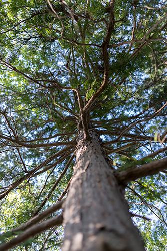 杉の木 1の高画質画像