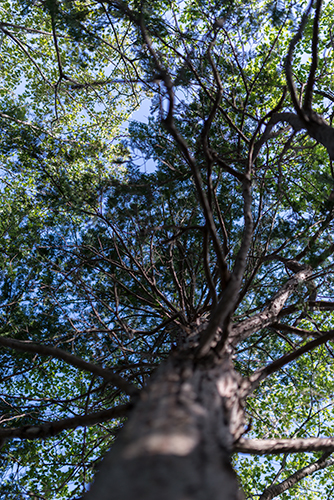杉の木 2の高画質画像
