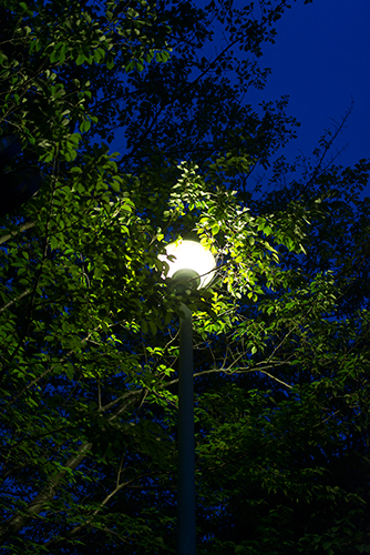 夜の公園の街灯の高画質画像