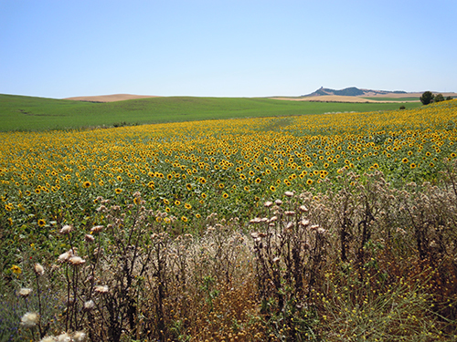 ひまわり畑、ロンダ 2の高画質画像
