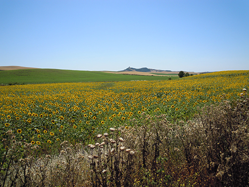 ひまわり畑、ロンダ 3の高画質画像