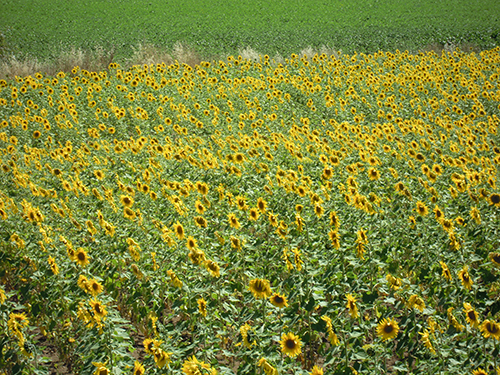 ひまわり畑、ロンダ 1の高画質画像