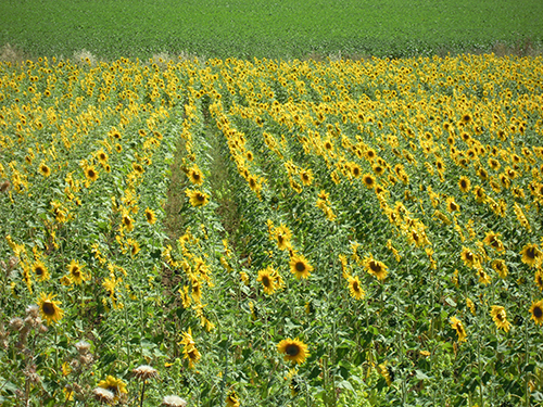 ひまわり畑、スペイン 2の高画質画像