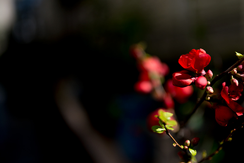 ボケ (木瓜) の花の高画質画像