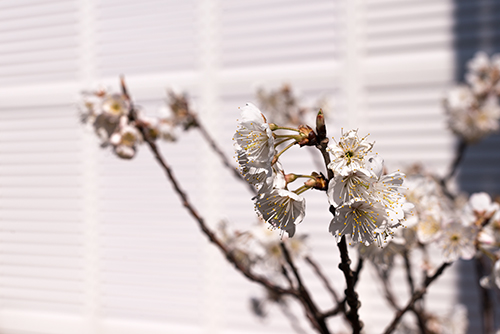 桜の花の高画質画像