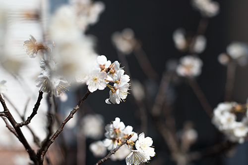 桜の花 1の高画質画像