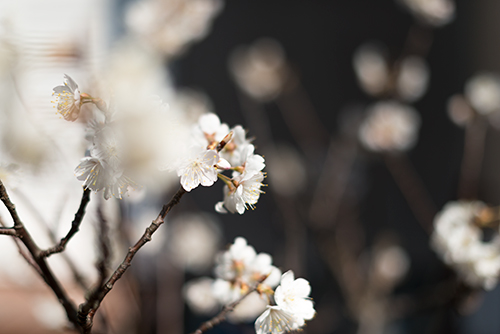 桜の花 2の高画質画像