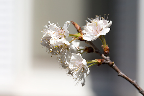 桜の花 3の高画質画像